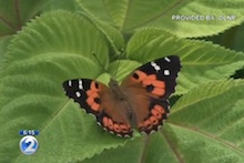 Pulelehua butterfly